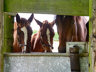 KS300622-106 - Kirtlington Stud Visit